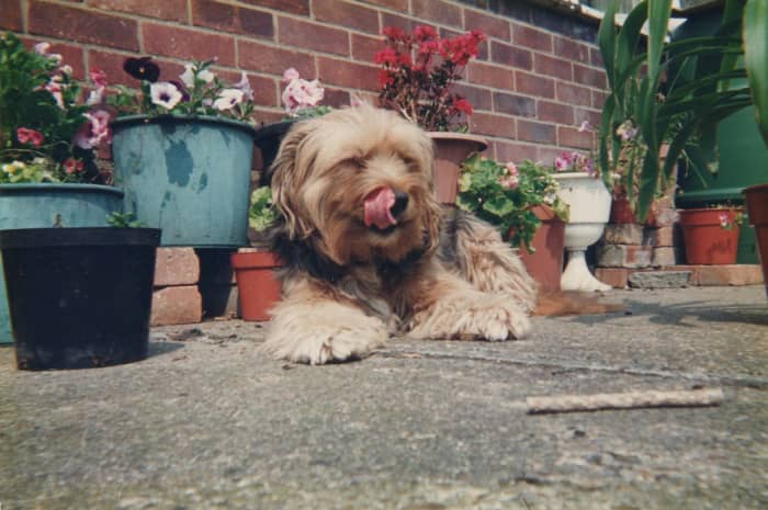 The family dog we brought home when I was 13 - is it her spirit my mum has felt at the foot of her bed?