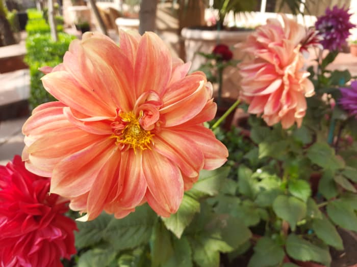 Flowers have only today, but they make the most of it. They spread smiles and happiness, to everyone around them.