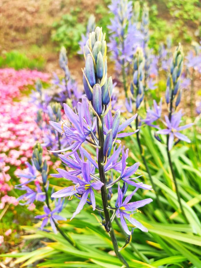In addition to brightening up the garden, camassia also provides wonderful cut flowers to display in your home.