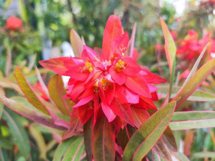 Though strikingly beautiful on the outside, euphorbia are filled with toxic sap. Keep that in mind when pulling out excess stems!