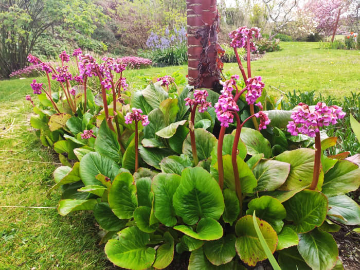 Though bergenia is lovely year-round, it is particularly so in summer, when its blossoms attract legions of bees!