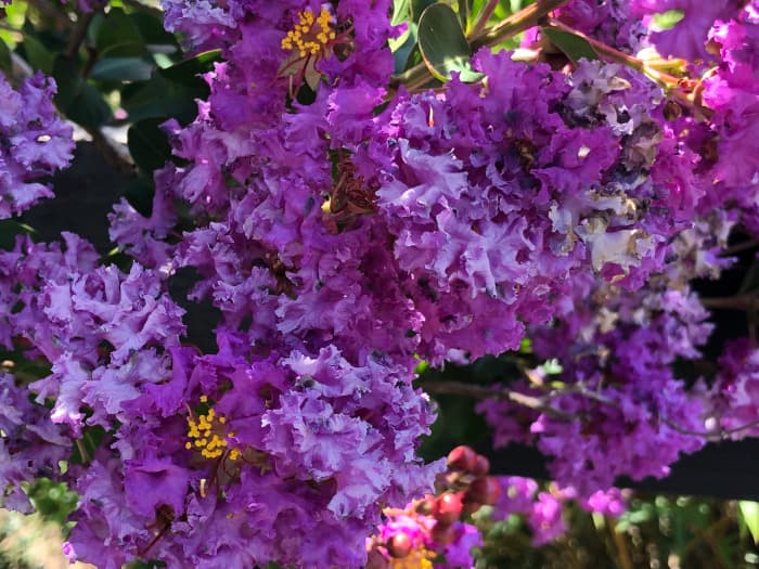 This article will break down how to get your crepe myrtles to enter a second bloom cycle, and produce showy blossoms like these.
