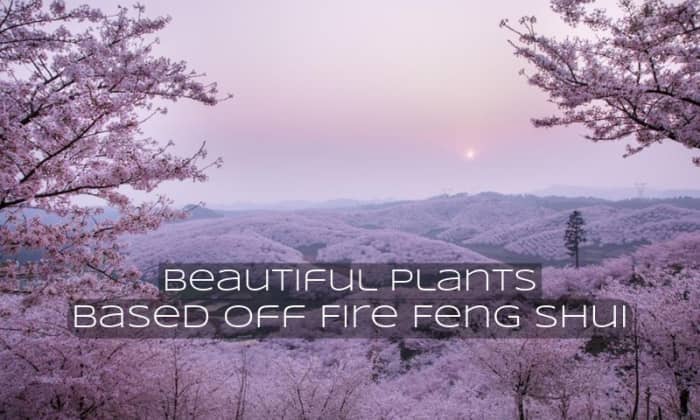 Cherry blossoms add beautiful color into landscapes. This can be a way to add fire feng shui during the spring season.