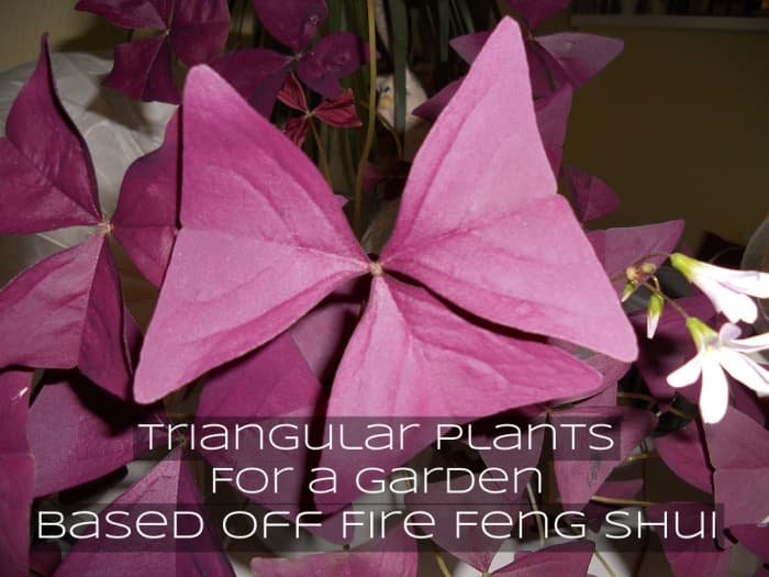 Add plants with triangular leaves to fit in with yang principles or to work with fire feng shui in your garden.