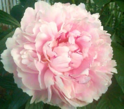 The first peony to open at our former home in Zone 7b. Its bud is shown below.