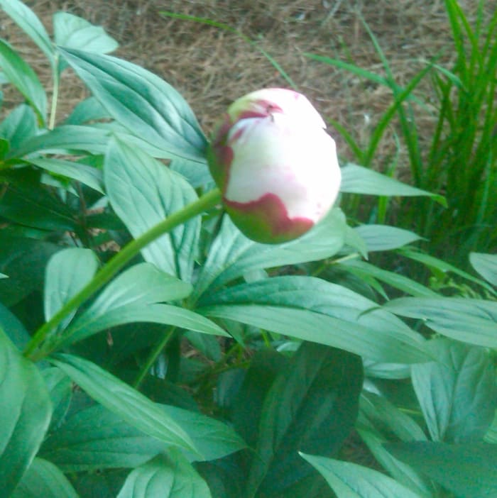 This is an old photo from our former home in Zone 7B. It was the first one that spring in 2010.