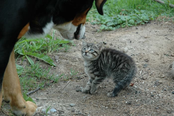 Cats sometimes raise their hackles, too. You can see how this wary kitten has raised fur along its back.