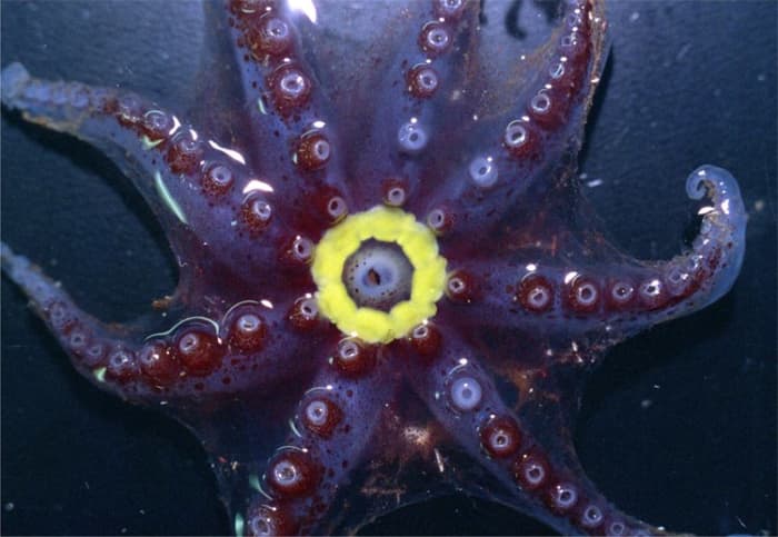 The yellow bioluminescent ring on this female octopus (Bolitaena Pygmaea)