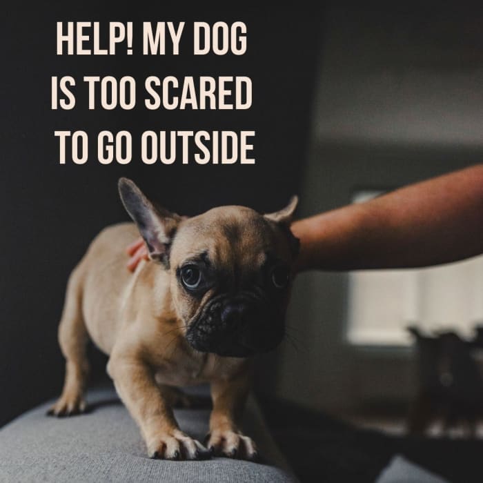 Why Is My Dog Scared of Going Outside? - PetHelpful