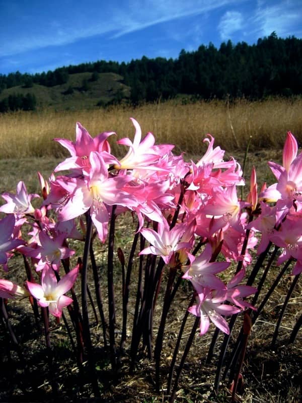 Also known as belladonna lily, Jersey lily, resurrection lily, magic lily, surprise lily, or the March lily, the naked lady lily (Amaryllis belladonna) is an amazing flower.