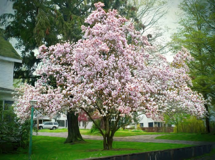 9 Amazing Spring-Flowering Trees - Owlcation