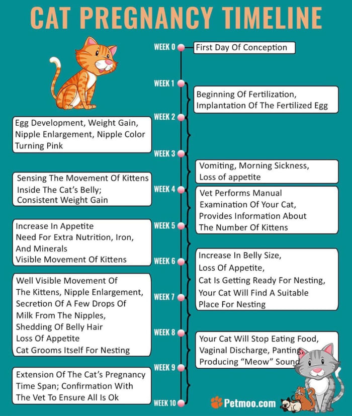 How Long Are Cats Pregnant Hubpages