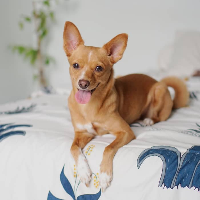 It's important to monitor your dog's skin carefully, especially if you've found skin tags on them before.