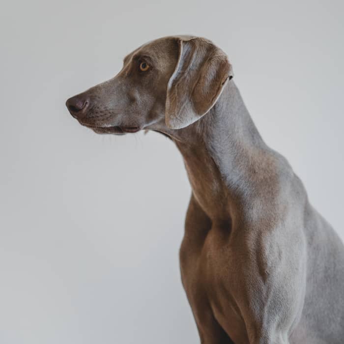 Do not attempt to "fix" your dog's skin tag with any of the following techniques. You will end up doing more harm than good.