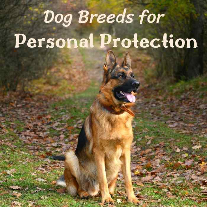 5 Best Personal Protection Dog Breeds PetHelpful
