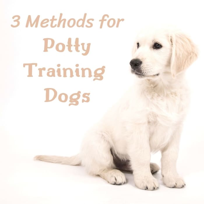 How to Potty Train a Dog: 3 Methods for House Training Puppies - HubPages