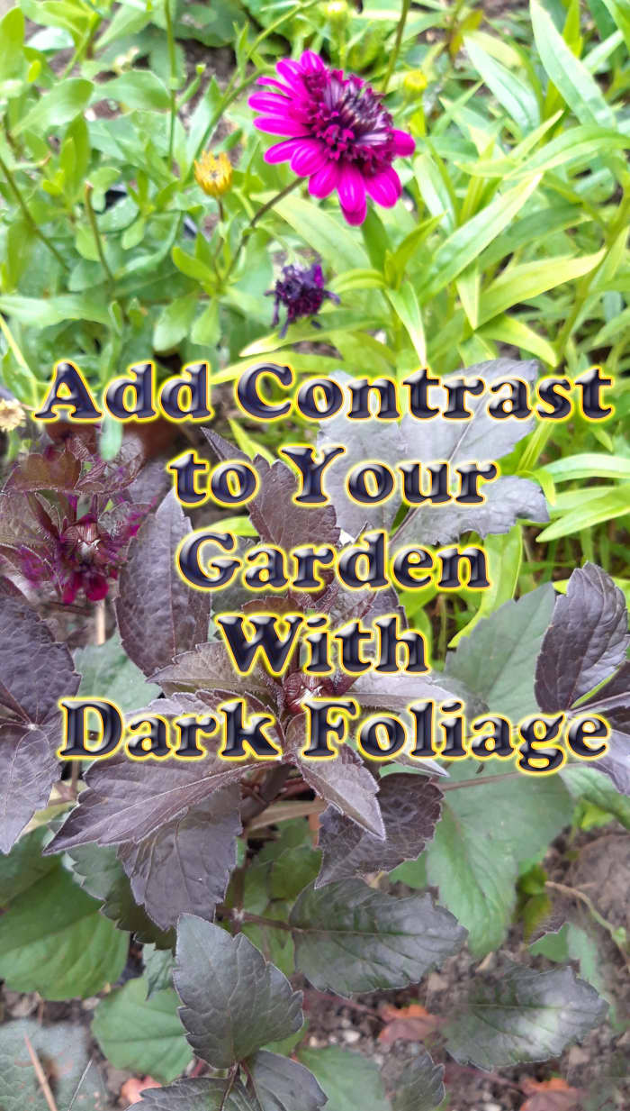 This guide will provide a number of suggestions for how to add contrast to your garden by incorporating plants with dark foliage.