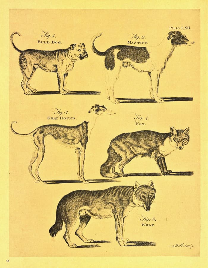 One of the 160 Copperplate Engravings by Andrew Bell in the First Edition of Britannica, showing a Bull Dog, a Mastiff, a Gray Hound, a Fox and finally a Wolf.