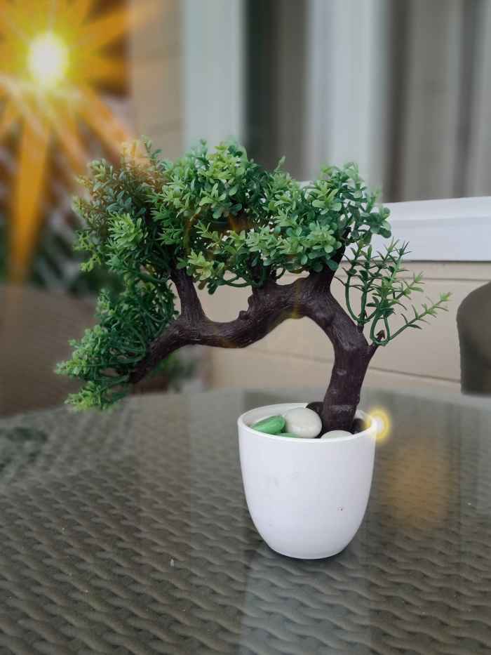 Correct placement, positioning, and watering of your bonsai tree will ensure your bonsai stays healthy.