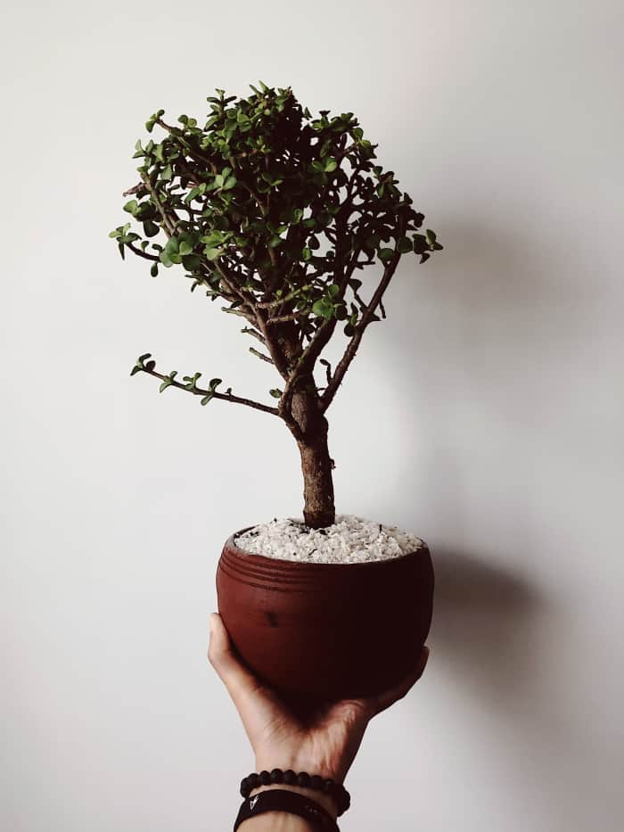 Tips for Bonsai Care and Maintenance Dengarden