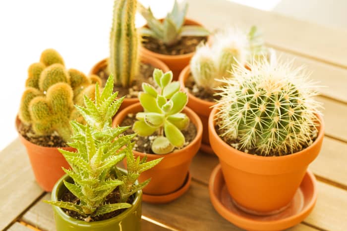 This guide will provide information on xerophytic plants (images and names included).