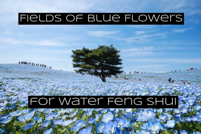 Blue vegetation goes along with water feng shui. Black is another color related to water feng shui. You want blue and black veggies, fruits, and flowers in your water bagua.