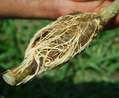 After 70 days, carefully unwrap the plastic and inspect the moss-covered area for roots. If they're long and fully formed, then it's ready, if they're short, you may want to leave it for another month.