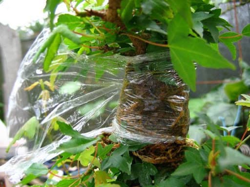 Make sure one of the ends is tied a bit looser than the other, so you can easily open it and spray some water once or twice a day.