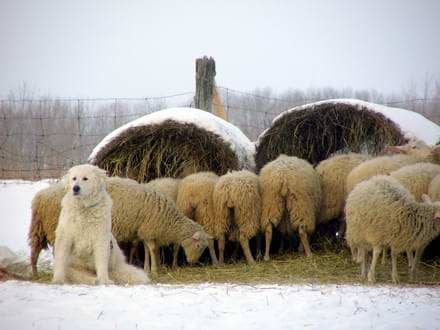 A livestock guardian dog on duty like this Kuvasz can be very protective of its charges and will attack an intruder.