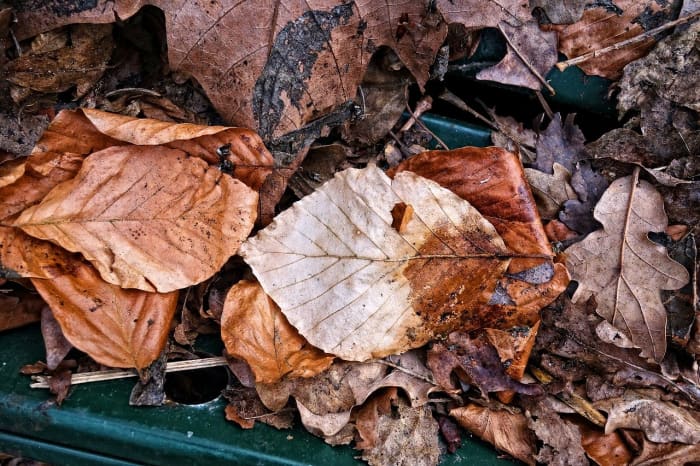Dried out leaves—whether from outside or from indoor plants—become crinkly, easily getting crunched up into dusty particles.