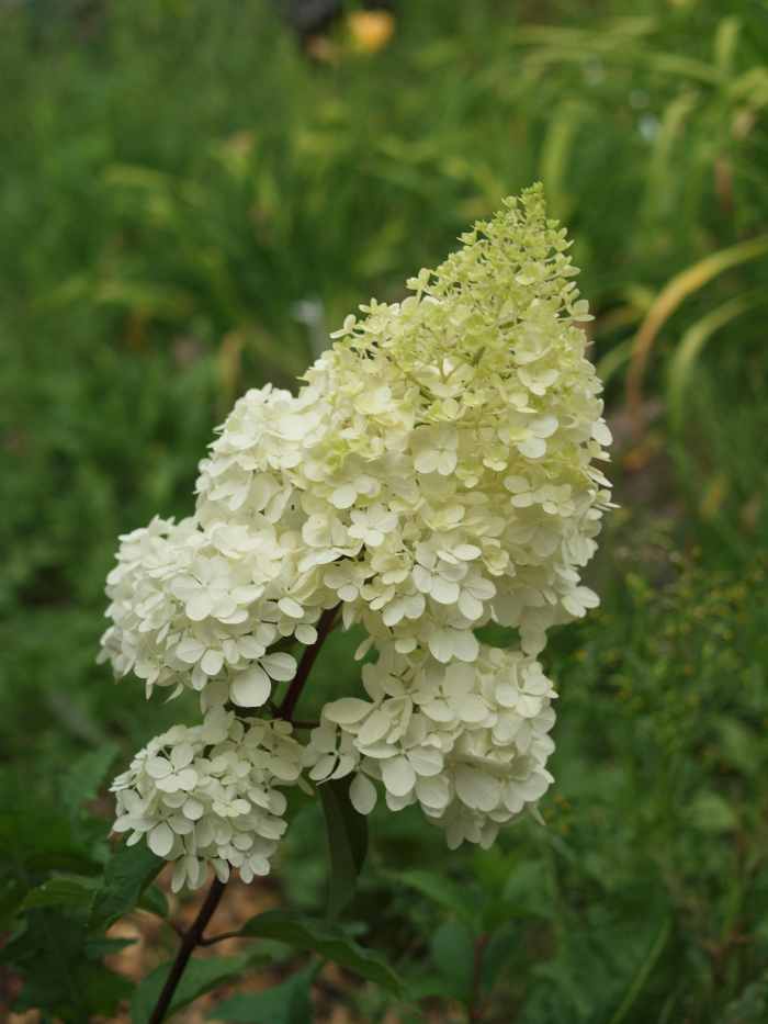 Panicle hydrangea flowers do not change based on soil acidity, but rather due to seasonal changes in temperature.