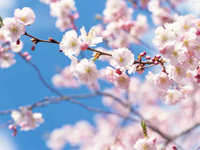 These seven things about Japan just might surprise you if you've never been. 