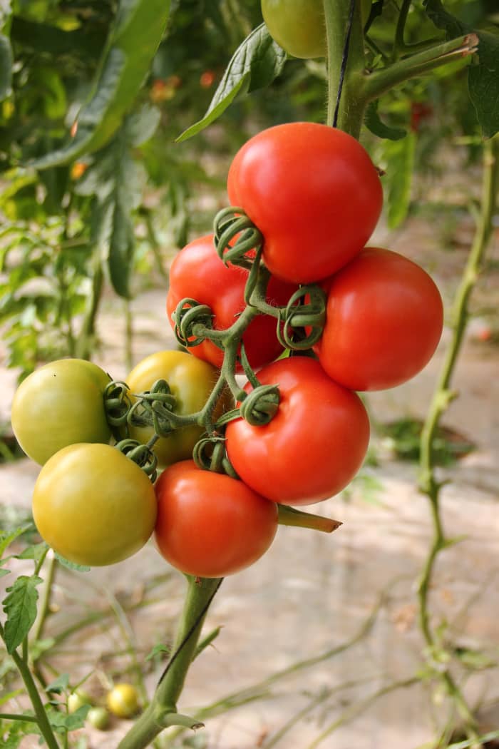 How much sunlight do tomato plants need information