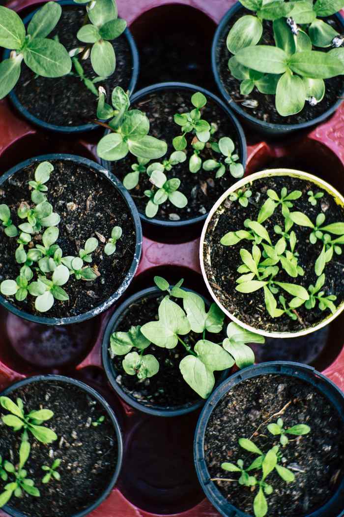 How Much Sun Do Tomato Plants Need at Different Stages of