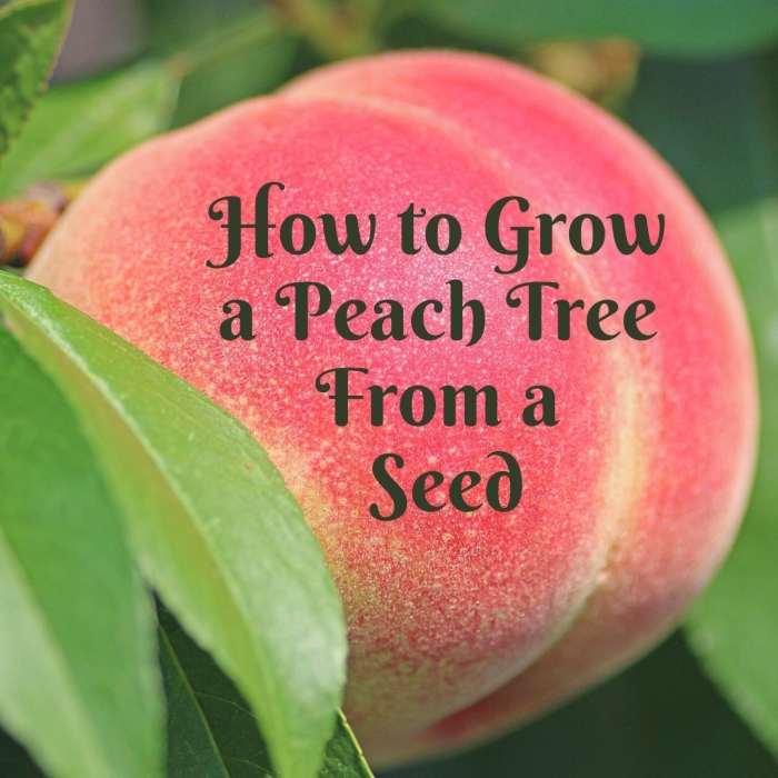 How to Grow a Peach Tree From Seed Dengarden How to Grow a Peach Tree From Seed Dengarden
