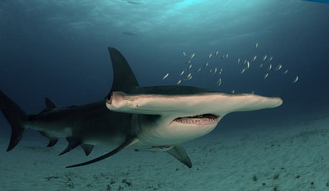 Sadly, the shark pictured here, the Great Hammerhead is an endangered species, on account of its commercial value to humans.
