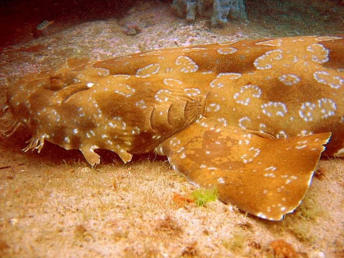 The Spotted Wobbegong, like all member of its family possesses excellent camouflage. In this picture, the skin flaps that give the family its name are clearly visible.