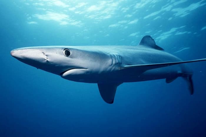 Blue Sharks, are common members of the Requiem Shark family, who only just missed out on this list- 13 attacks in total, including 4 fatalities