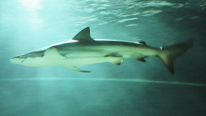 The Bronze Whaler is commonly known as the Copper Shark, and sometimes is referred to as the Narrowtooth Shark.