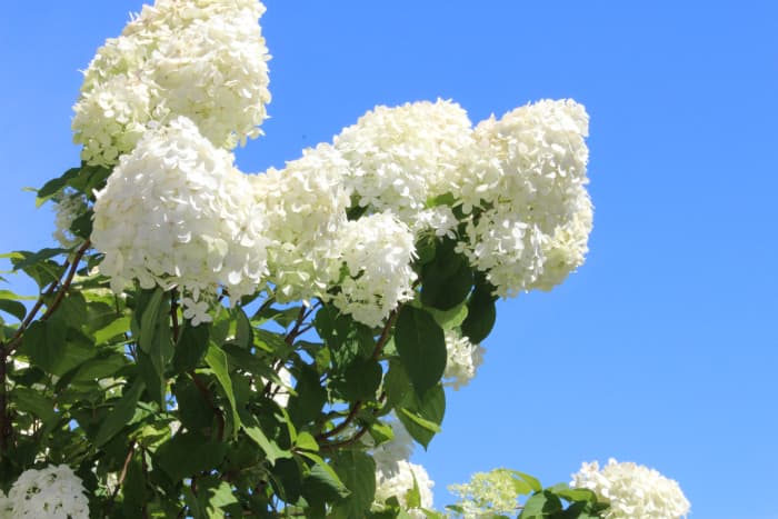 Most hydrangeas need at least 6 hours of sunlight a day, but others—such as this Limelight hydrangea—crave more.