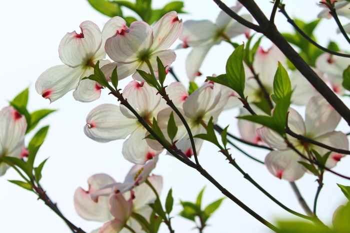 Some tender loving care can bring your well-established dogwoods back to life in no time.