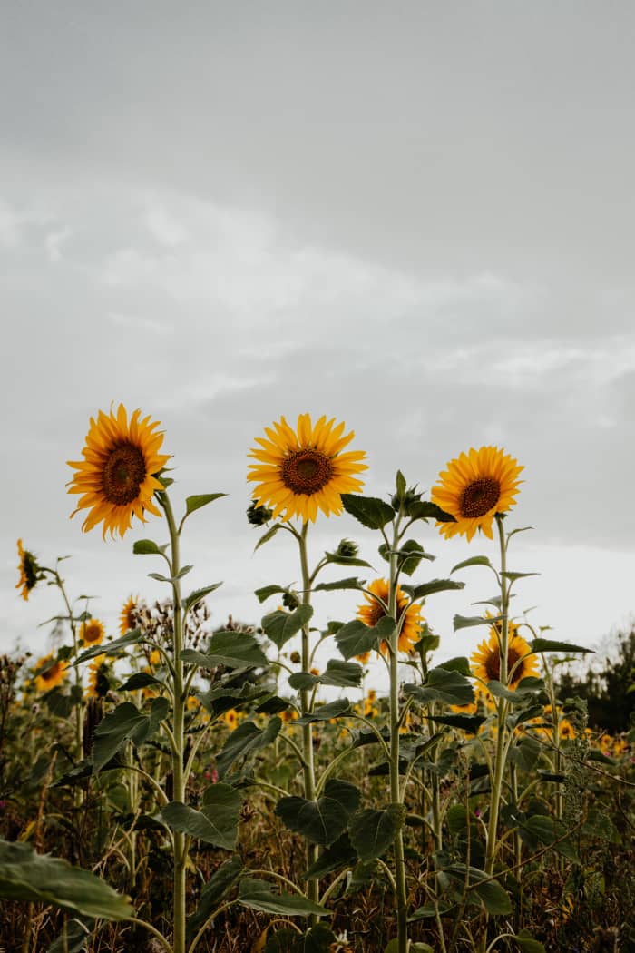 How to Grow the Best Sunflowers - HubPages