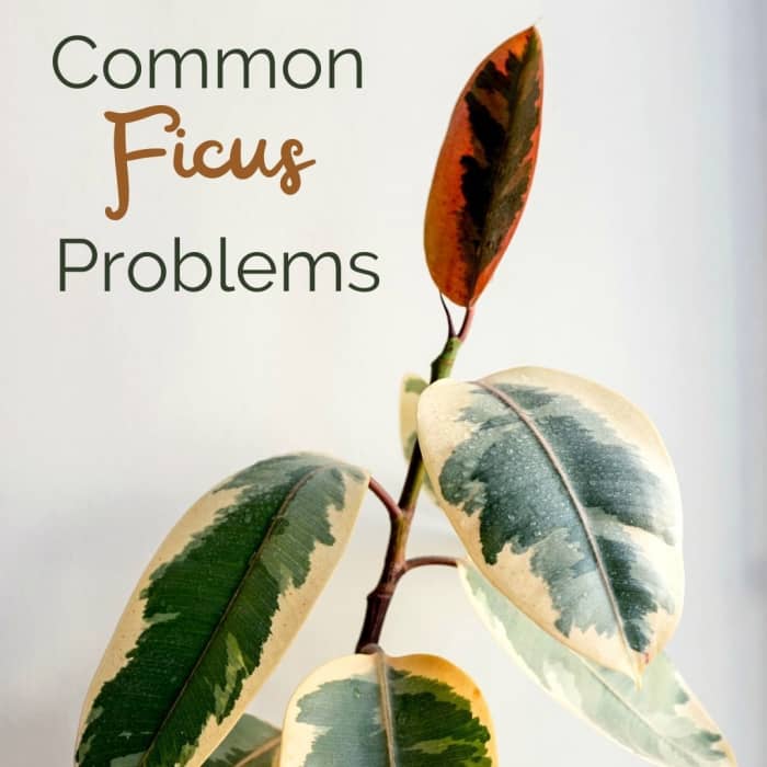 Common ficus tree pests and diseases and how to handle them