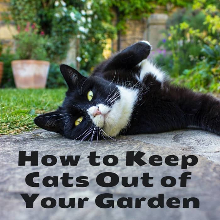 How to Stop Cats From Coming Into Your Garden - Dengarden