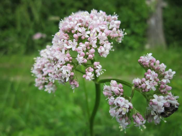 Though its flowers offer a sweet scent akin to cherry pie, the roots and leaves of the valerian plant emit a foul odor.