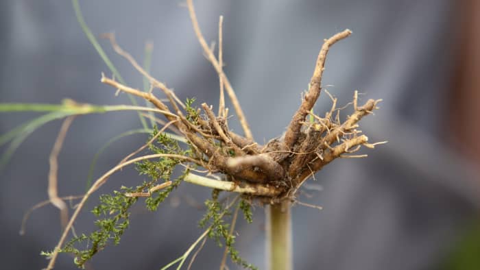 Don't forget to talk to a vet or doctor before giving valerian to your animals or ingesting it yourself.