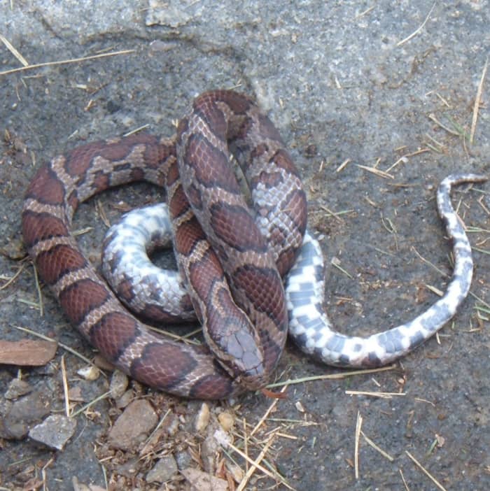 Milk snakes have beautiful patterns. The mottled underside clearly shows this is a milk snake—and not a poisonous copperhead.