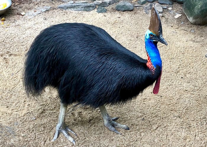 Cassowary - The Curious Flightless Dangerous Bird - HubPages