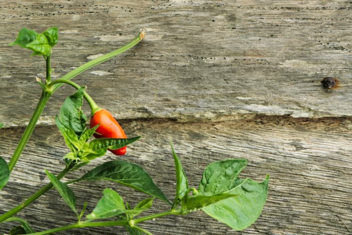 Thai Chili Pepper