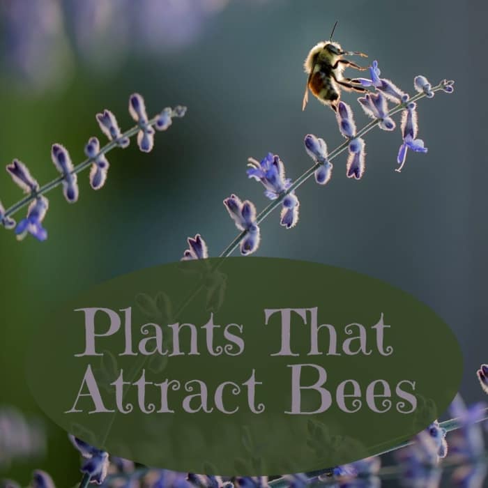 10 Plants That Attract Bees to Your Food Garden Dengarden